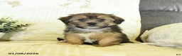 Shorkie dogs for sale: Kade  - Ad 2