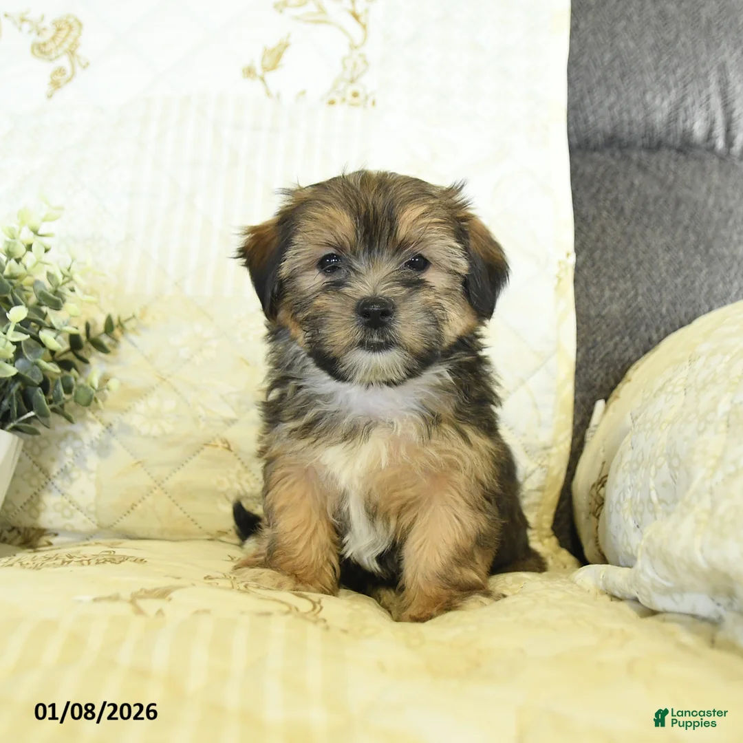 Shorkie dogs for sale: Kade  - Ad 2