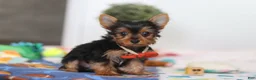 Yorkshire Terrier dogs for sale: Connor - Ad 3