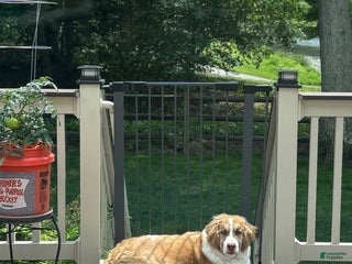 Bernedoodle dogs - Ad 4