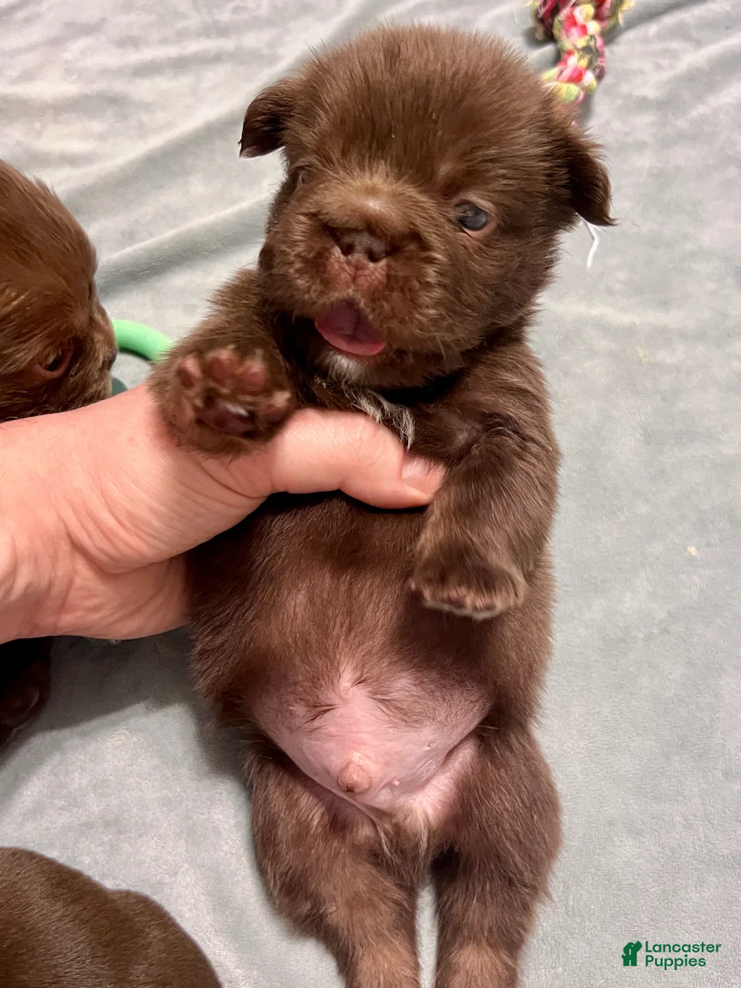 French Bulldog dogs for sale: Hershey Big Rope Fluffy - Ad 3