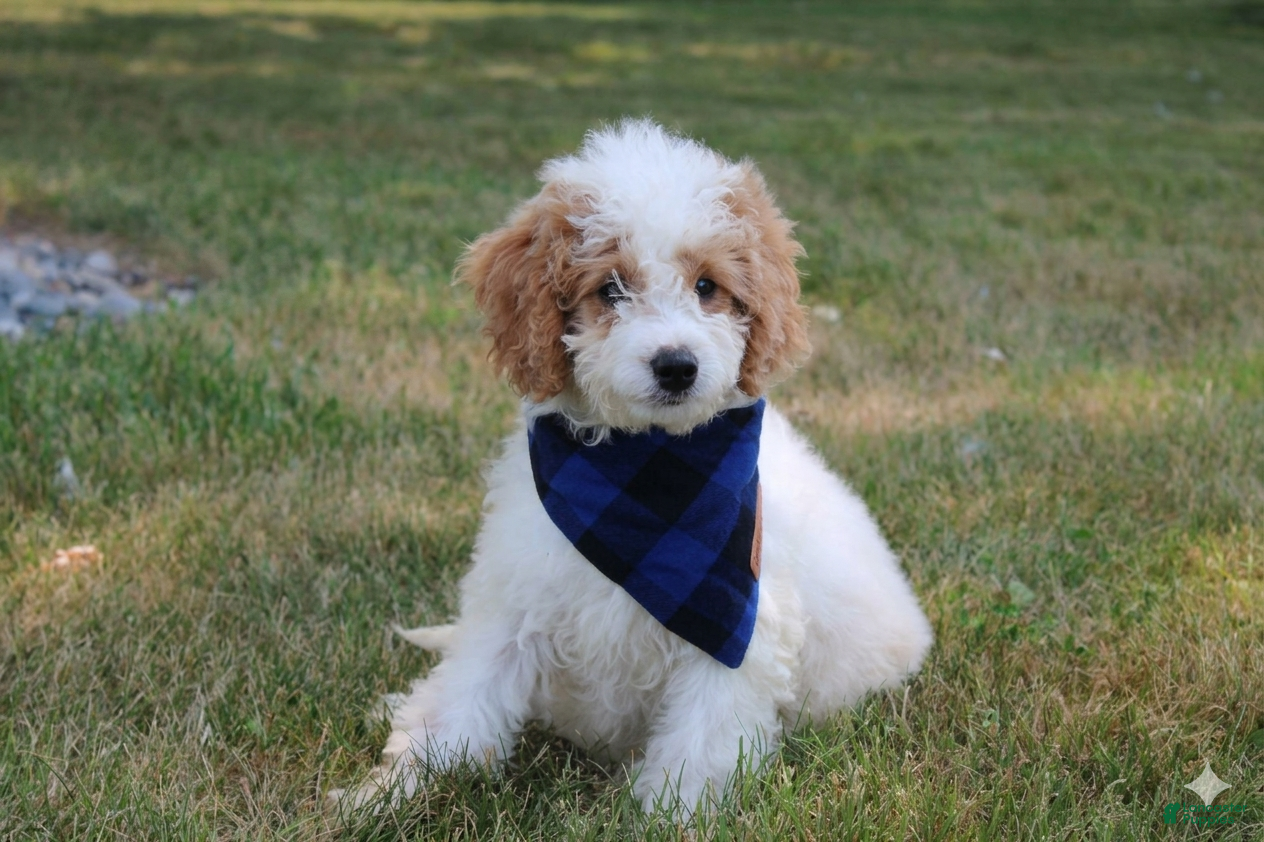 Mini Goldendoodle dogs Rose - Ad 1