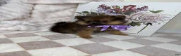Pomeranian dogs for sale: CoCo - Ad 3