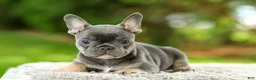 French Bulldog dogs for sale: Forest - Ad 5