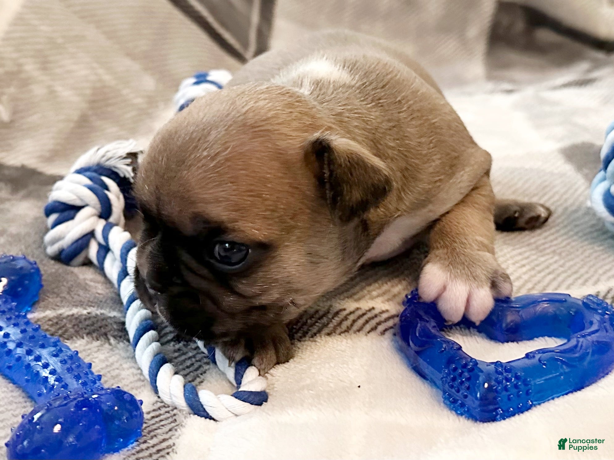 French Bulldog dogs French Bulldog Oakley  - Ad 16