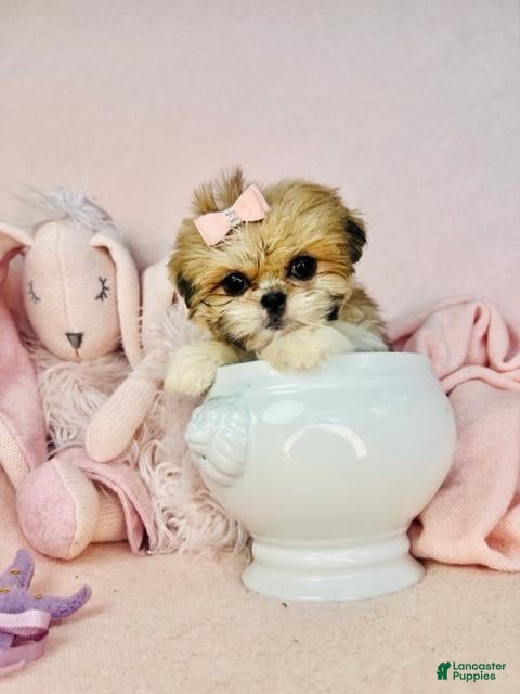 Shih Tzu dogs Shih Tzu 1 - Ad 7