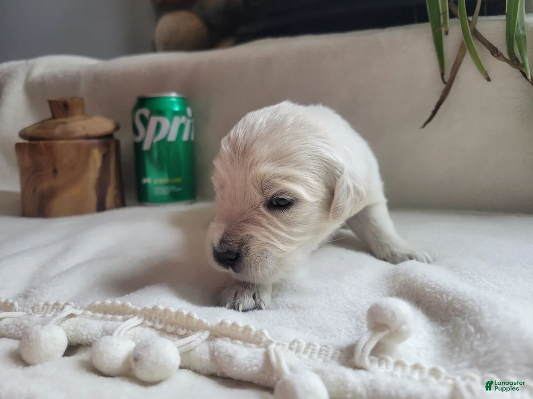 Golden Retriever dogs for sale: Champion Sired, Sprite - Ad 1