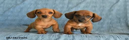Miniature Dachshund dogs for sale: Romeo - Ad 5