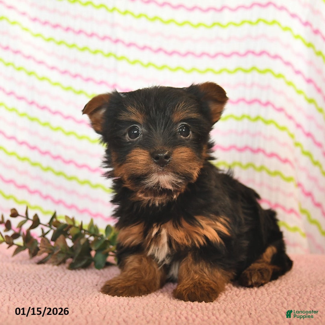 Yorkshire Terrier dogs for sale: Cassie   - Ad 2