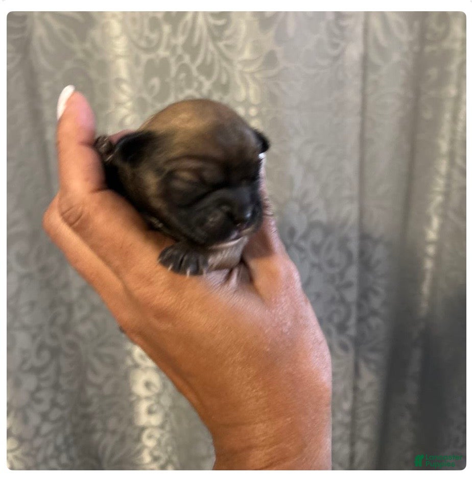 Shih Tzu dogs for sale: Shih Tzu Puppy 4 tino  - Ad 2