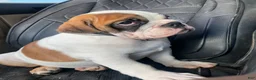 English Bulldog dogs for sale: English Bulldog Puppy 2 - Ad 2