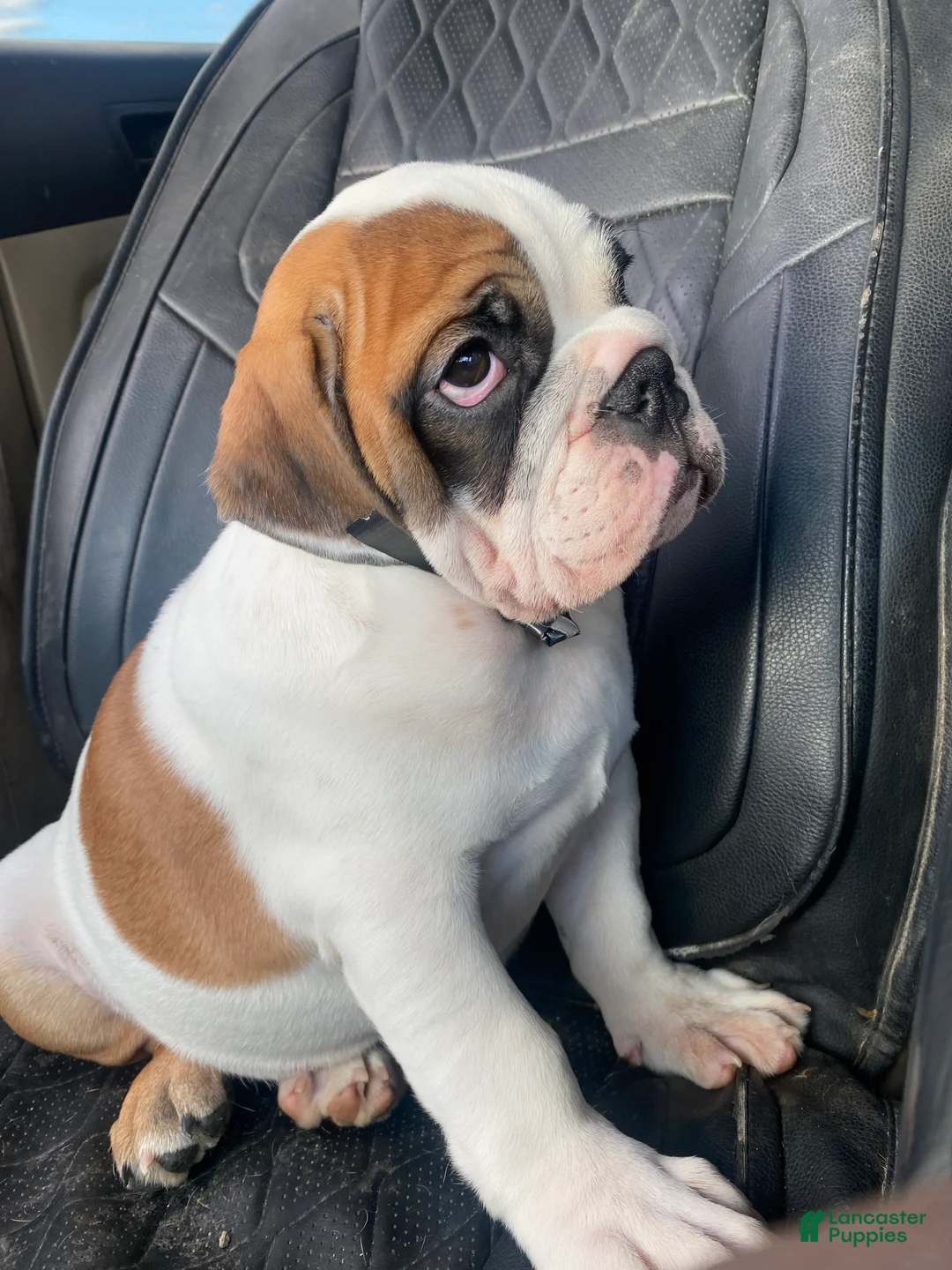 English Bulldog dogs for sale: English Bulldog Puppy 2 - Ad 2