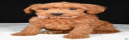 Mini Goldendoodle dogs for sale: Sheila F1B - Ad 6