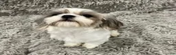 Shorkie dogs for sale: Shorkie 1 - Ad 4
