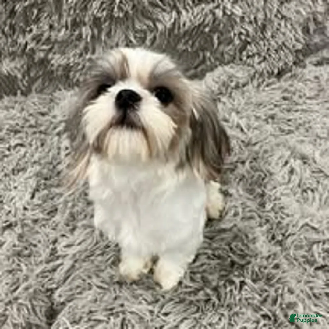 Shorkie dogs for sale: Shorkie 1 - Ad 4