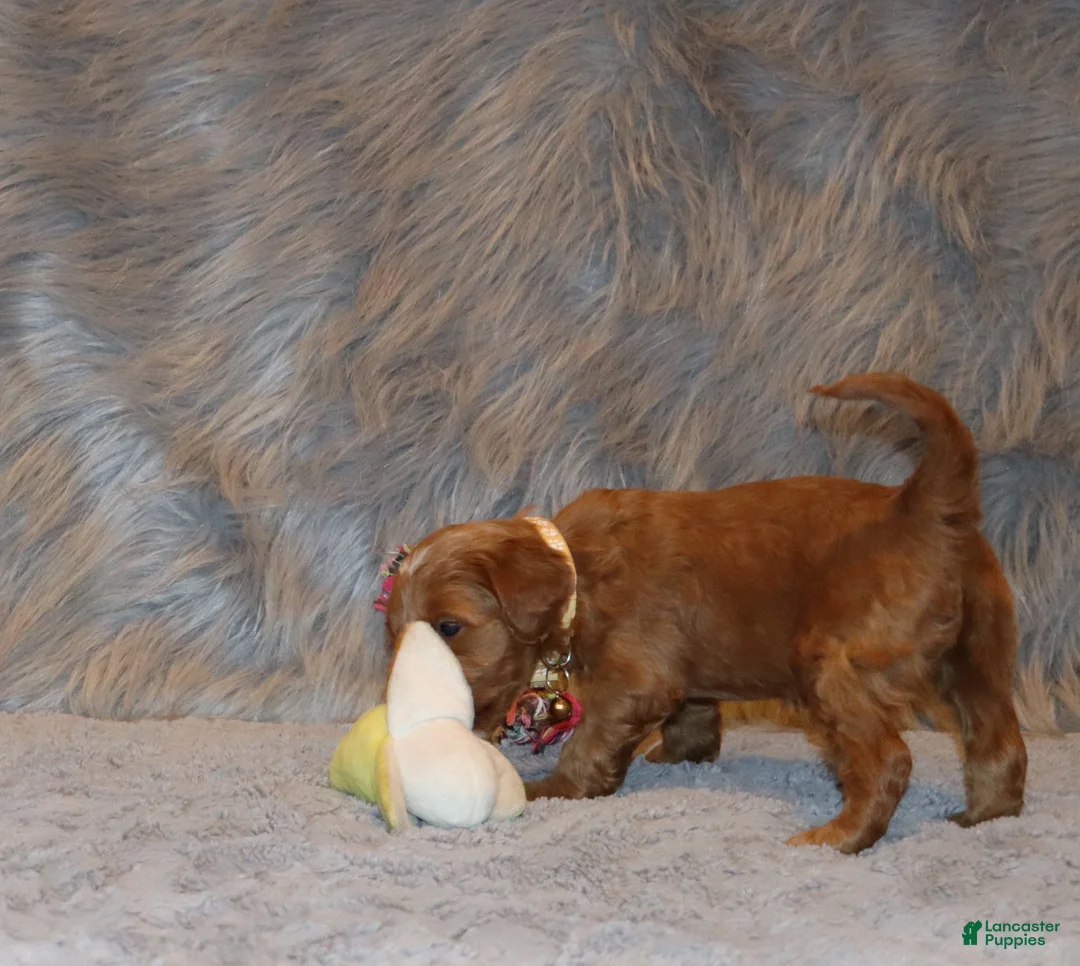 Mini Goldendoodle dogs for sale: Whitney 🌷 Genetic Clear Parents - Ad 6