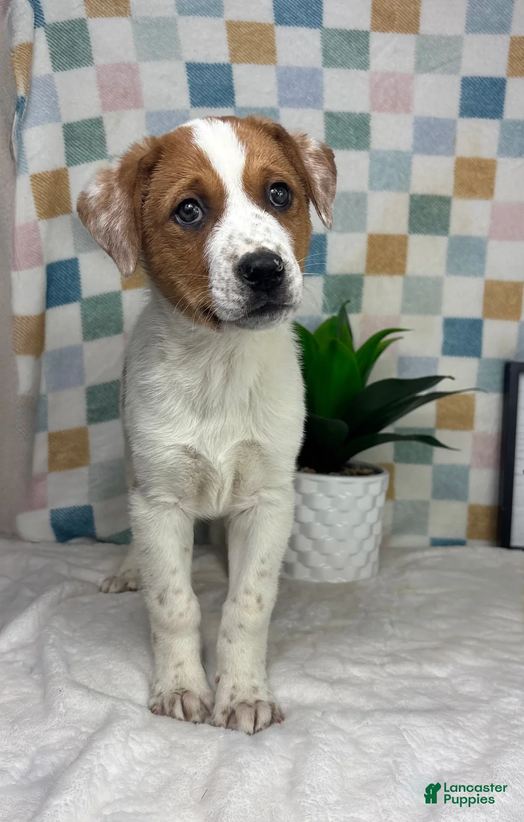 Australian Cattle Dog dogs for sale: Ranger - Ad 2