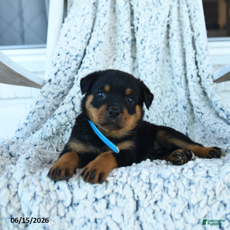 Rottweiler dogs Rain - Ad 1