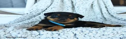 Rottweiler dogs for sale: Rain - Ad 1