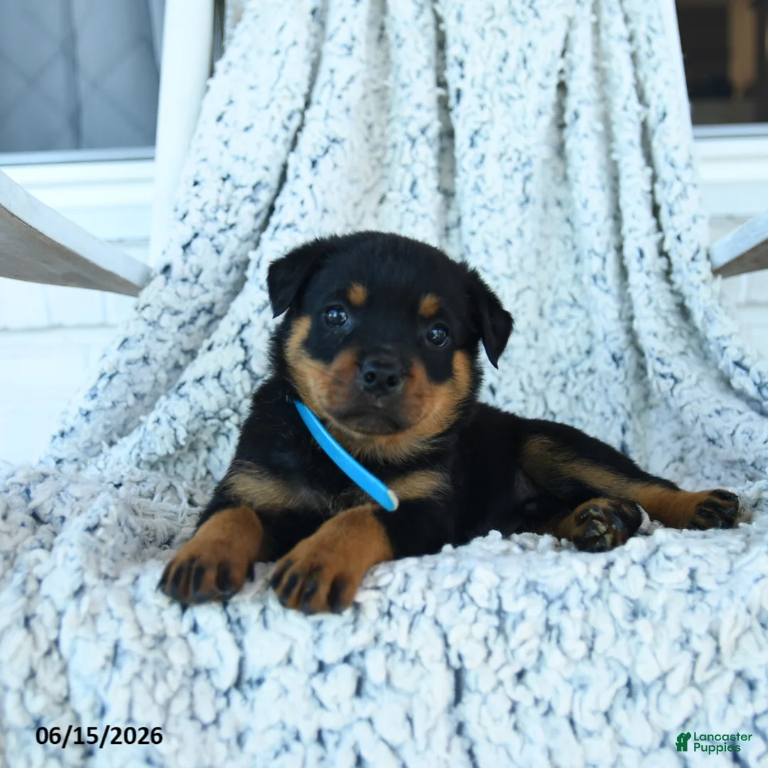 Rottweiler dogs for sale: Rain - Ad 1