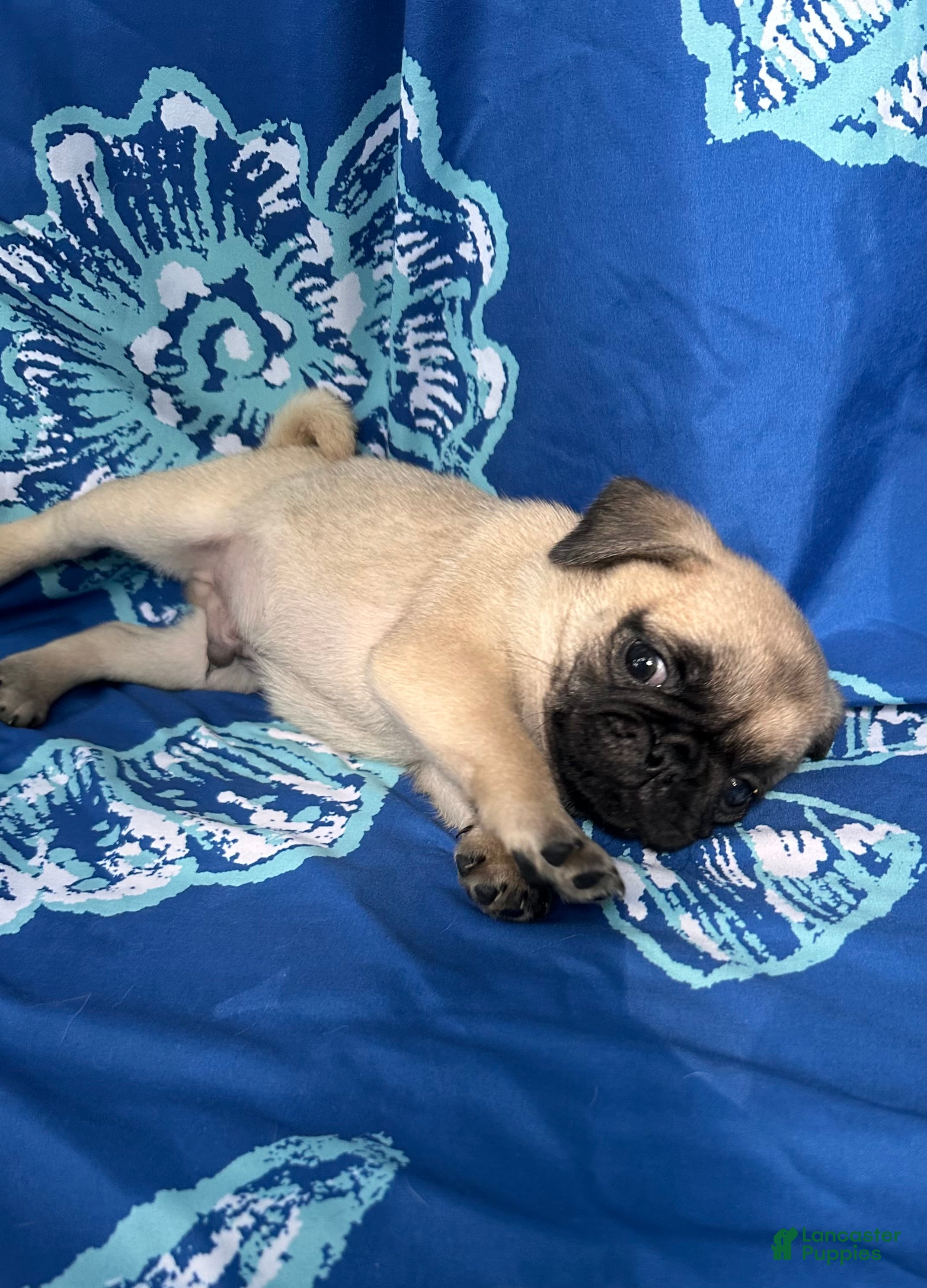 Pug dogs Charlie  - Ad 7