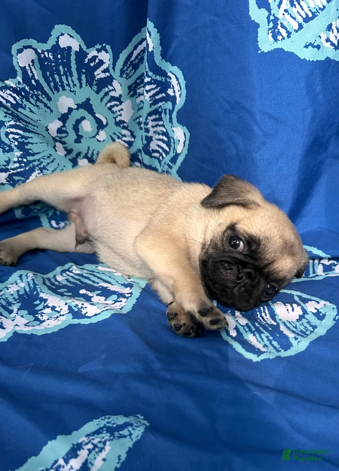 Pug dogs for sale: Charlie  - Ad 2