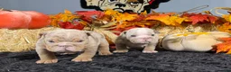English Bulldog dogs for sale: English Bulldog 2 - Ad 10