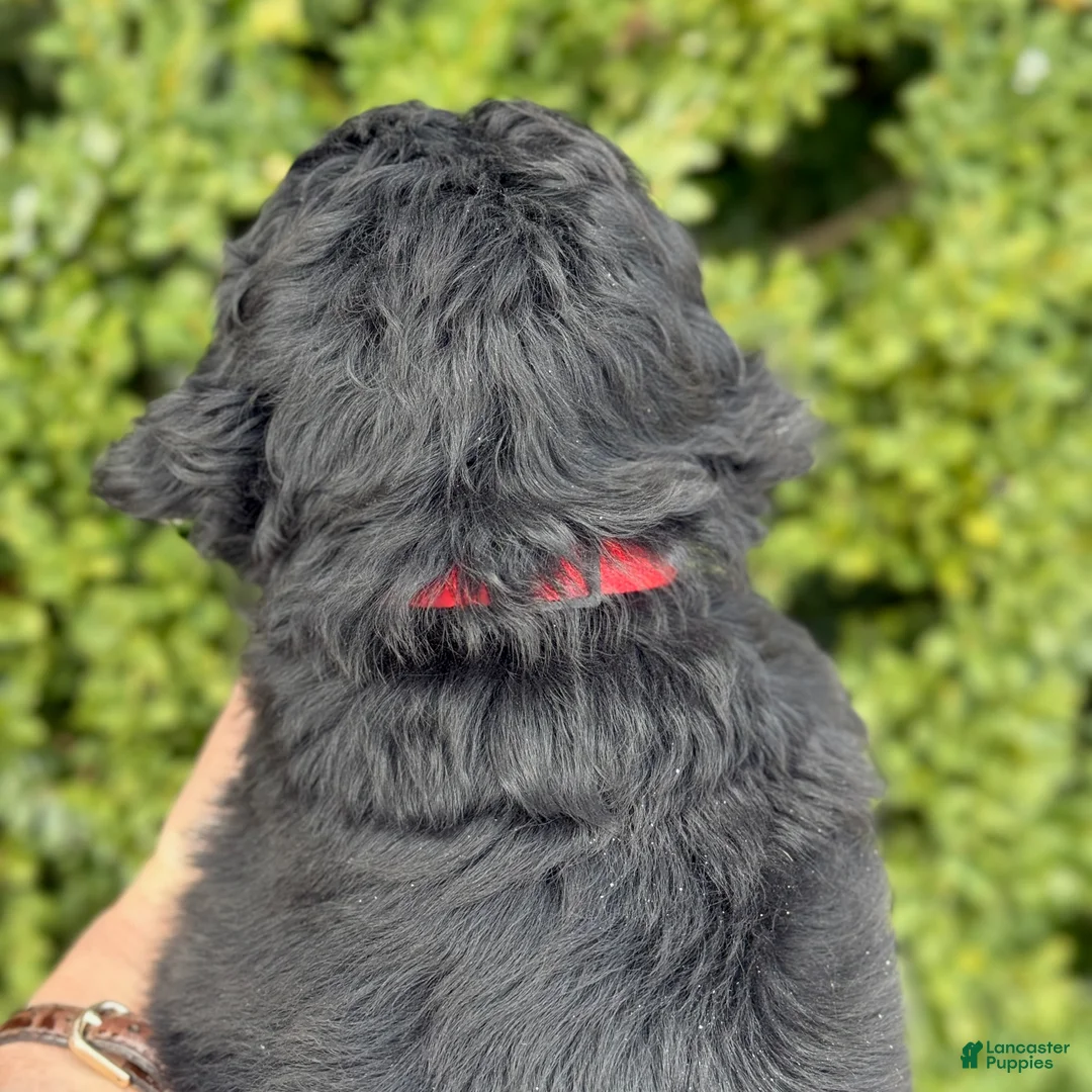 Bernedoodle dogs for sale: Bear - Ad 1