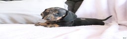 Miniature Dachshund dogs for sale: Steph - Ad 2