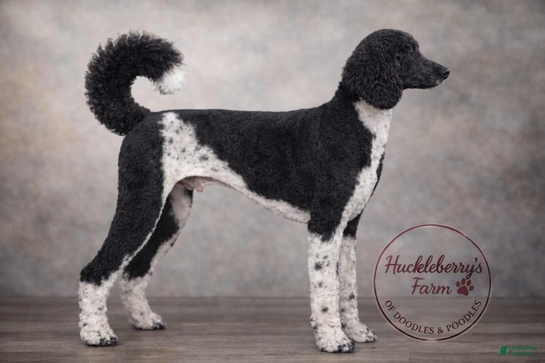 Goldendoodle dogs for sale: Ranger F1B  - Ad 6