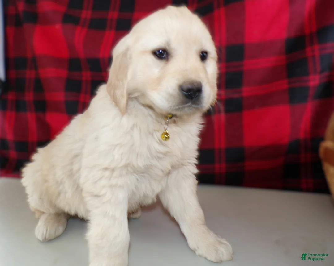 Golden Retriever dogs for sale: Golden Retriever Puppy 2 Tucker - Ad 3