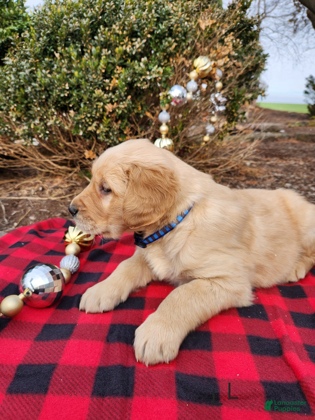 Golden Retriever dogs for sale: Lars - Ad 3
