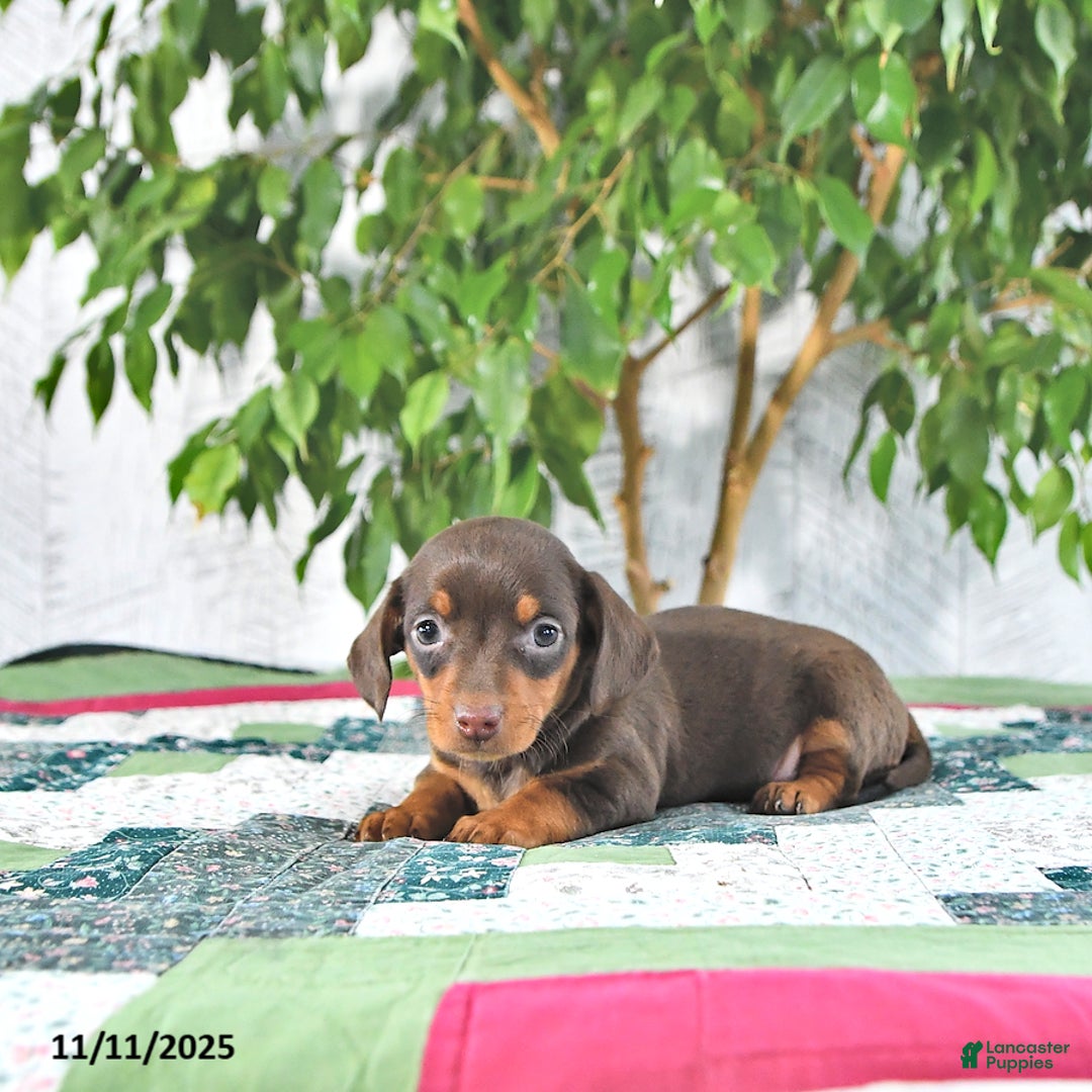 Miniature Dachshund dogs for sale: Millie - Ad 2