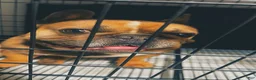 French Bulldog dogs for sale: French Bulldog 3 - Ad 11