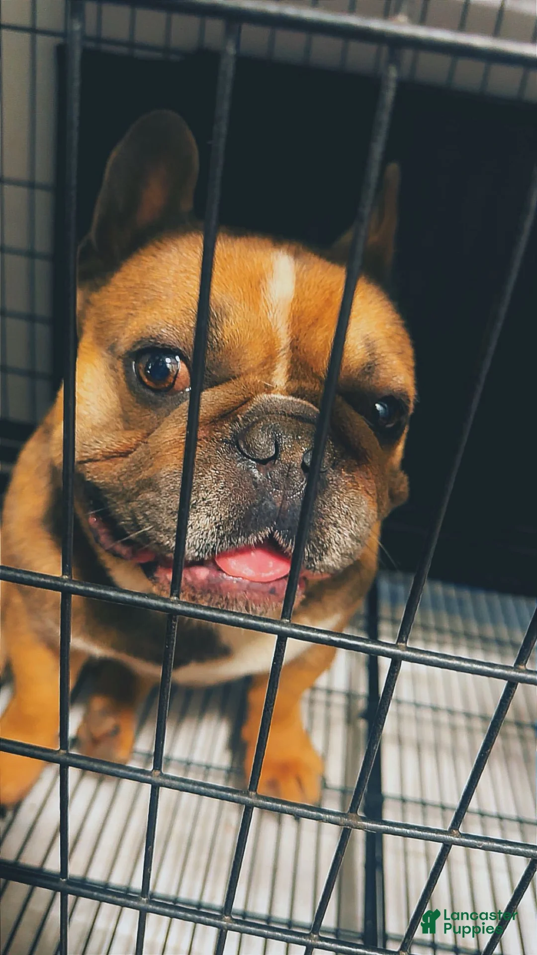 French Bulldog dogs for sale: French Bulldog 3 - Ad 11
