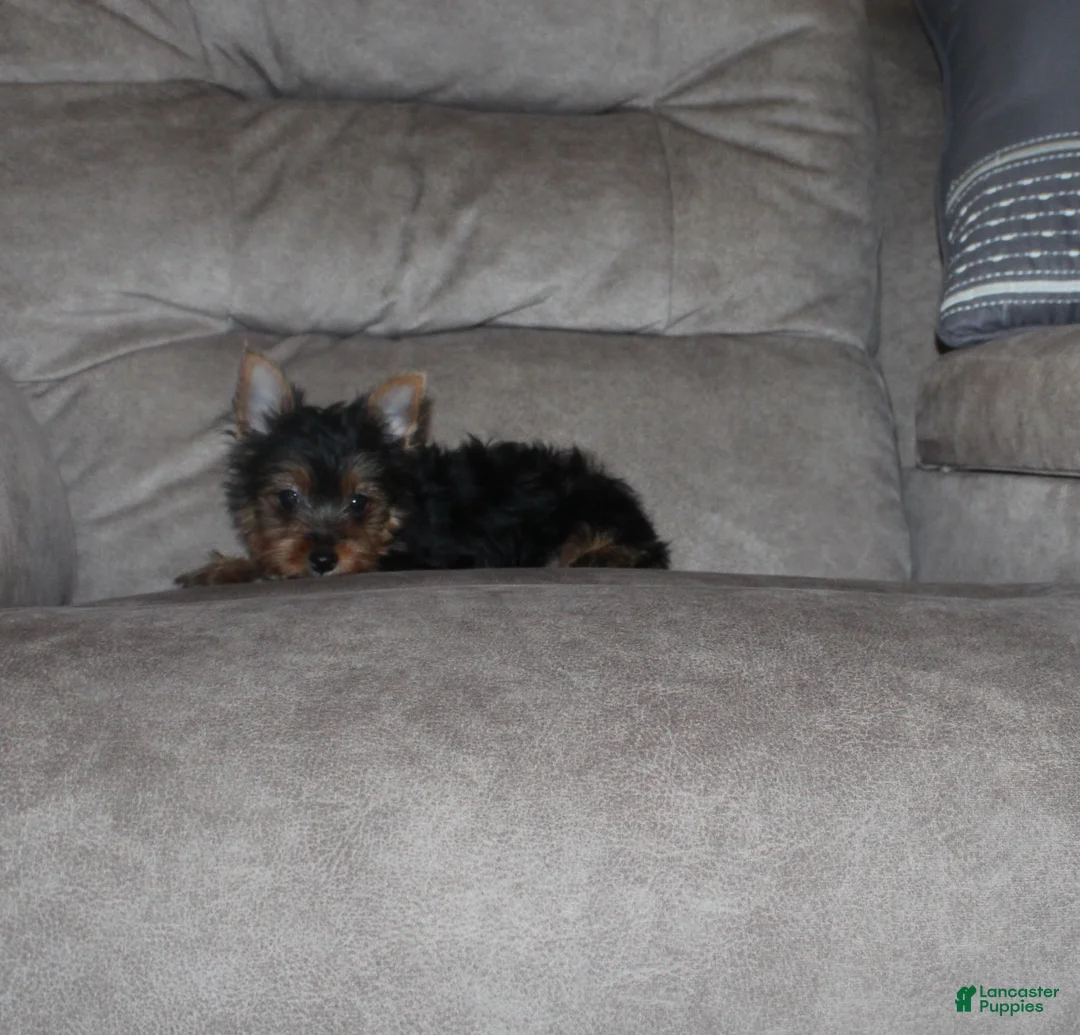 Yorkshire Terrier dogs for sale: Jessi - Ad 4