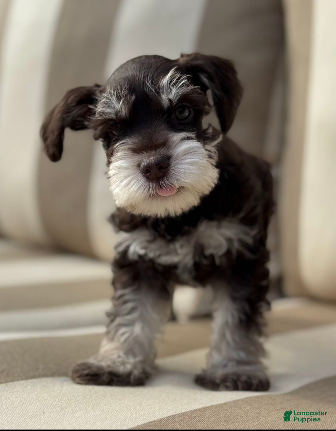 Miniature Schnauzer dogs for sale: Hershel - Ad 1