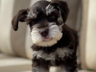Miniature Schnauzer dogs Hershel - Ad 18