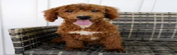 Mini Goldendoodle dogs for sale: Victor - Ad 3