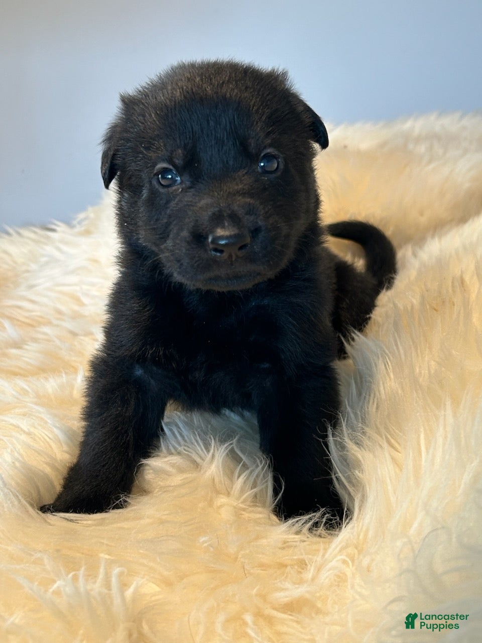 German Shepherd dogs German Shepherd Puppy 3 - Ad 1