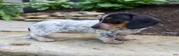 Miniature Dachshund dogs for sale: Glory - Ad 10