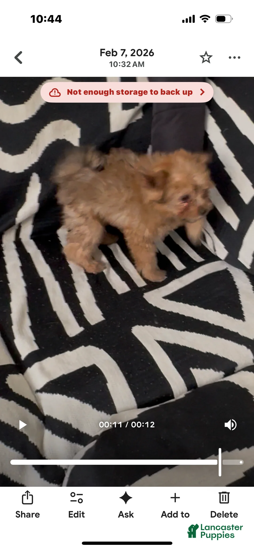 Pomapoo dogs for sale: Pomapoo Puppy 3 - Ad 2