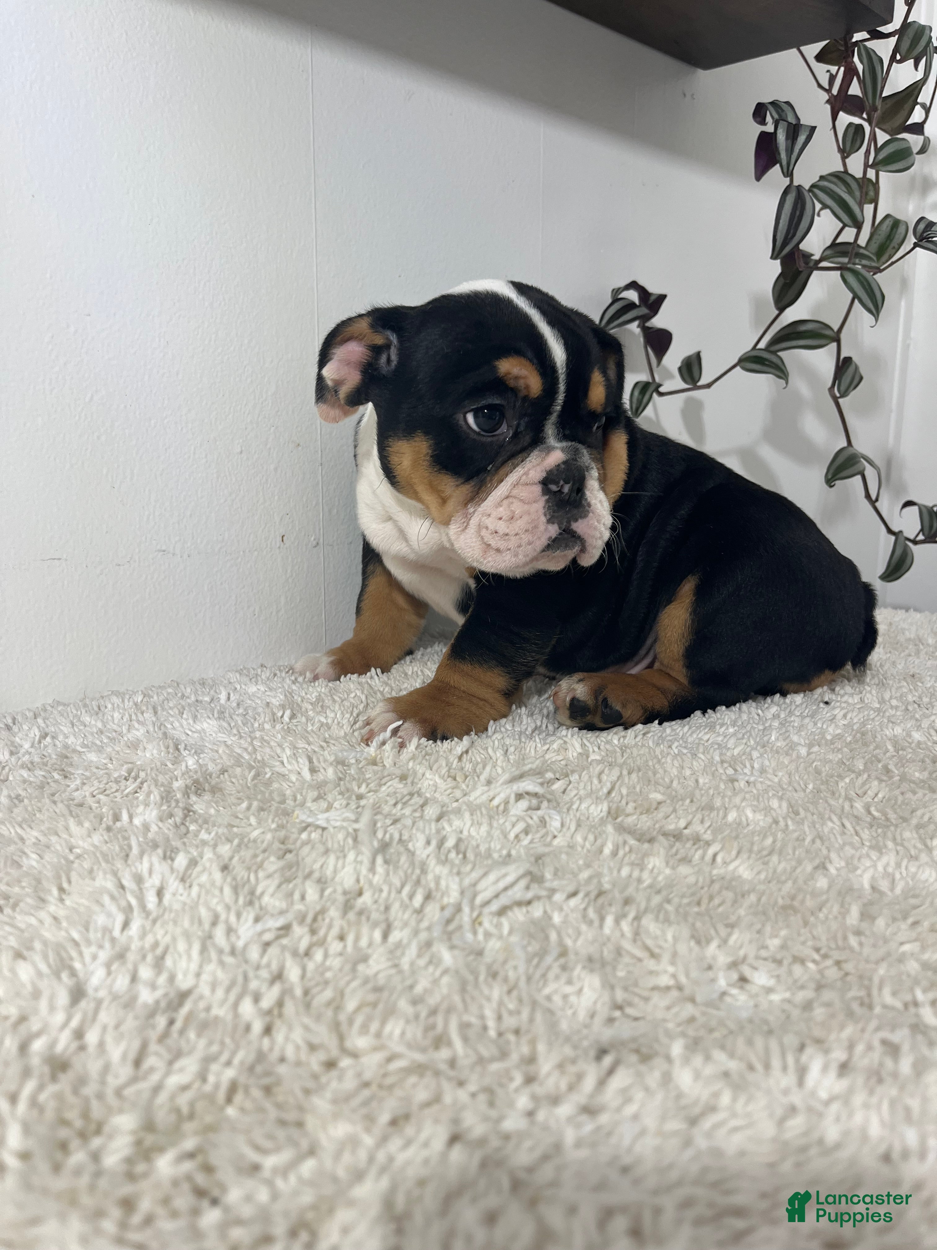 English Bulldog dogs Hank - Ad 1