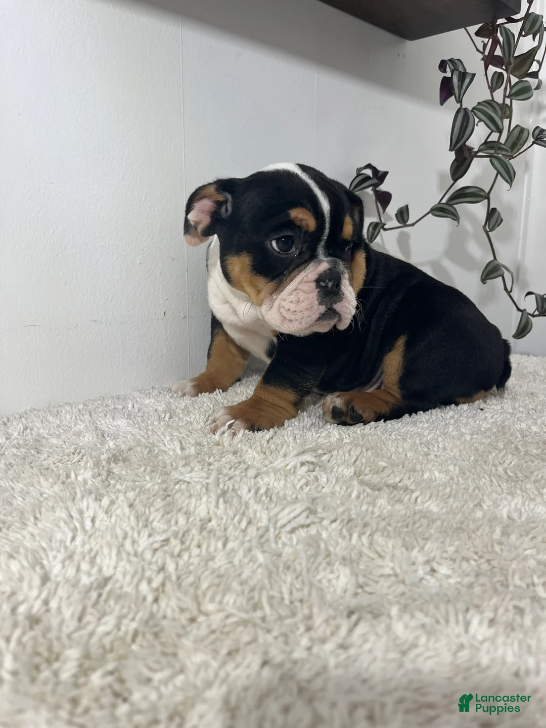 English Bulldog dogs for sale: Hank - Ad 1