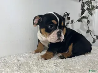 English Bulldog dogs for sale: Hank - Ad 3
