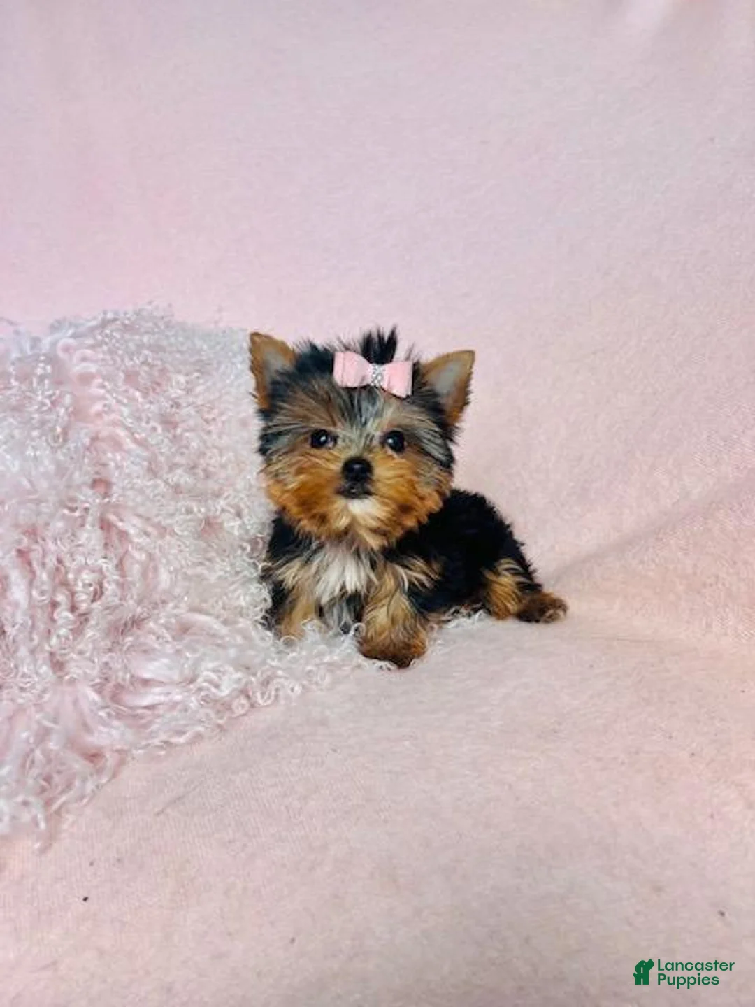 Yorkshire Terrier dogs for sale: Yorkshire Terrier Puppy 2 - Ad 2