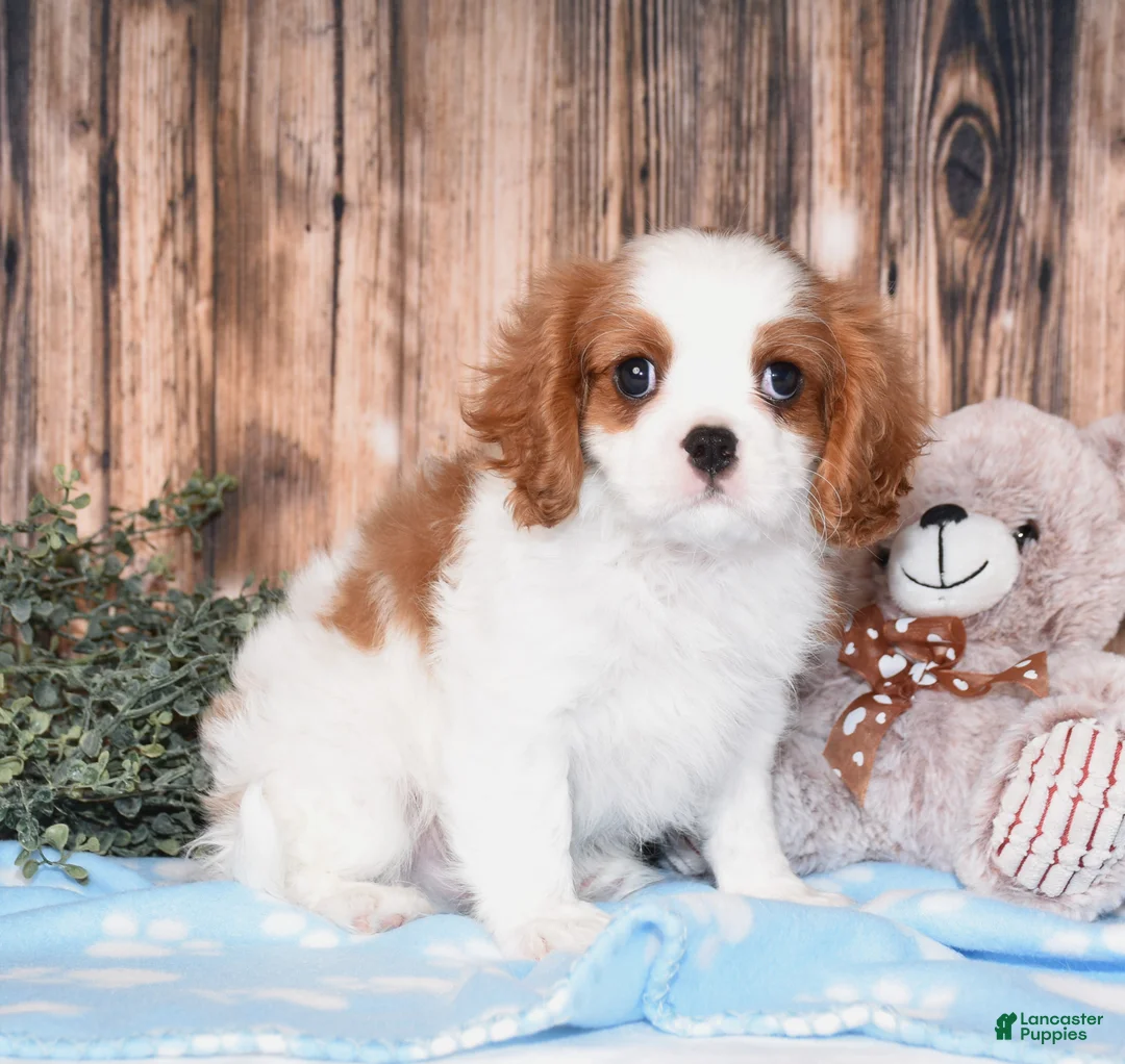 Cavalier King Charles Spaniel dogs for sale: Cruz - Ad 2