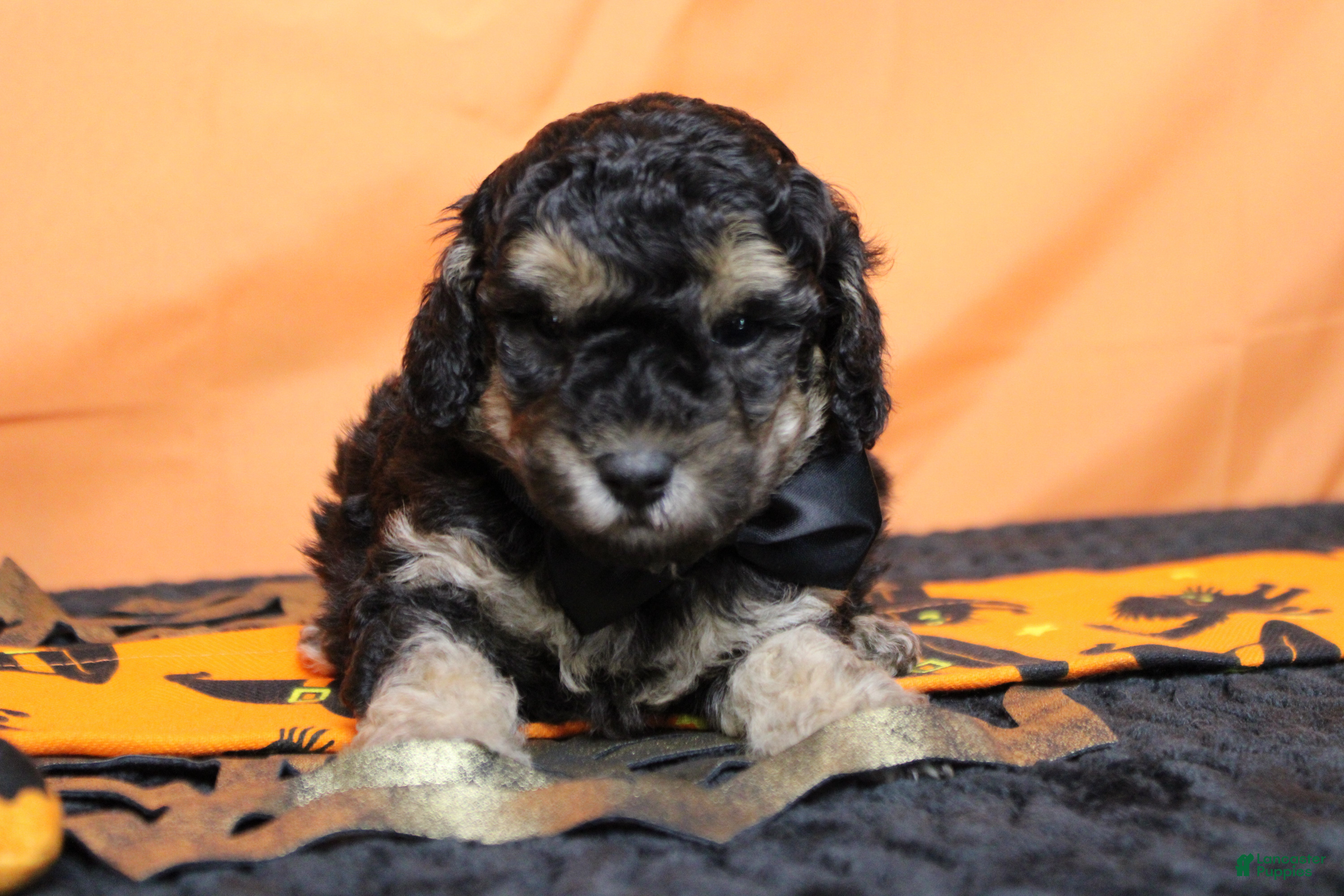 Toy Poodle dogs for sale: Marco  - Ad 17