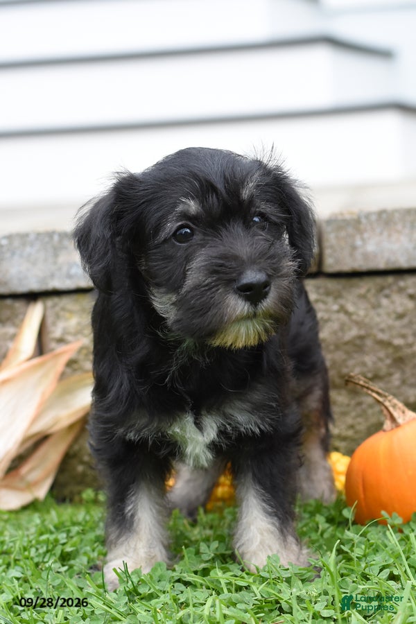 Miniature Schnauzer dogs Diamond - Ad 2