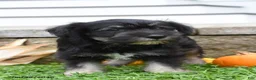 Miniature Schnauzer dogs for sale: Diamond - Ad 2